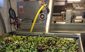 Molienda de aceitunas