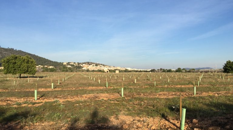 Fotografía de Son Pelay