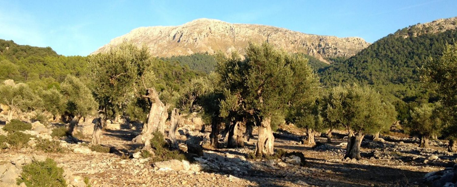 Imagen de varios olivos con montaña de fondo