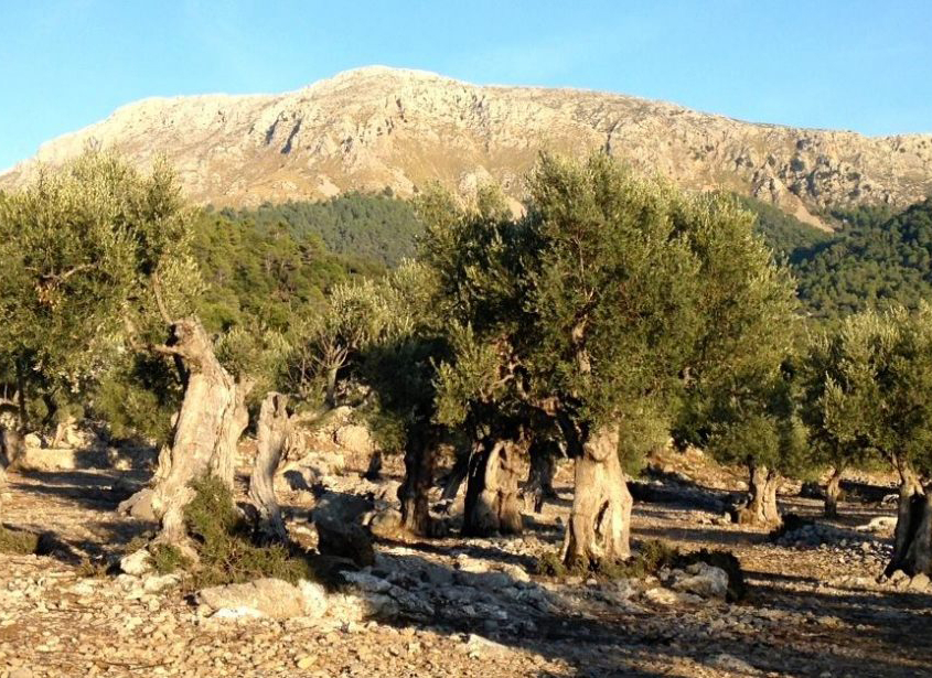 Imagen de varios olivos con montaña de fondo