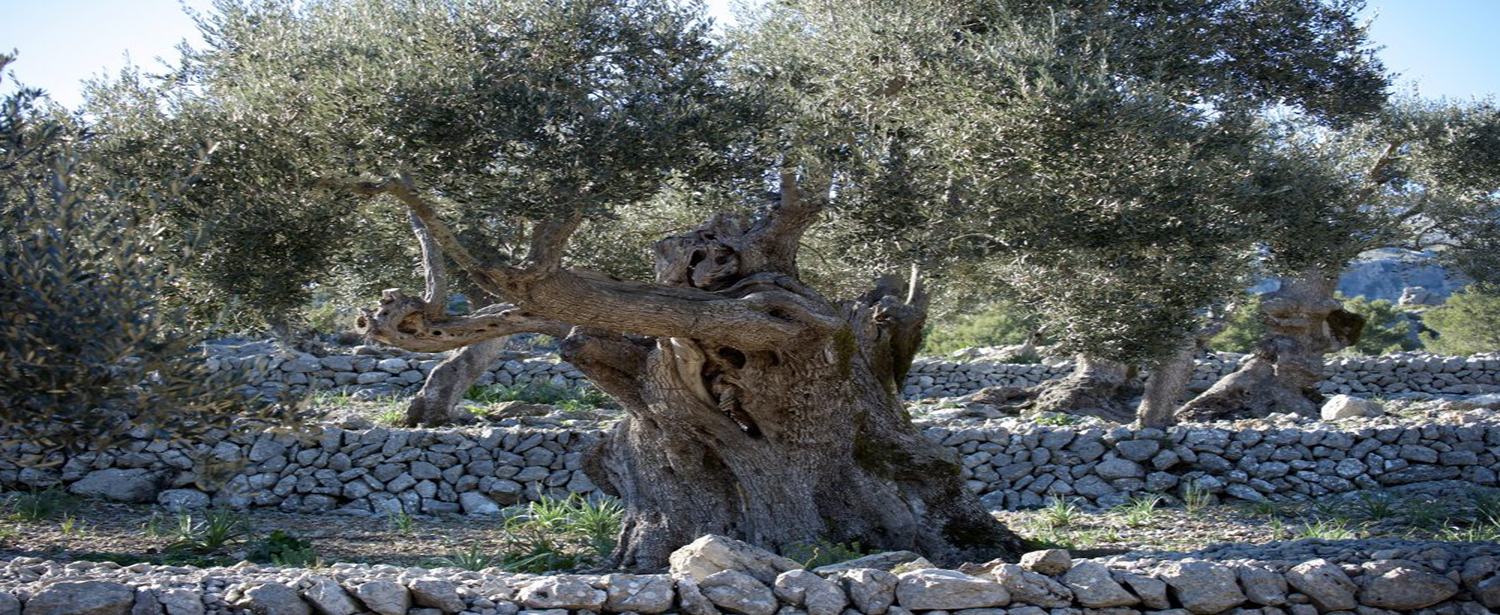 Imagen olivo centenario