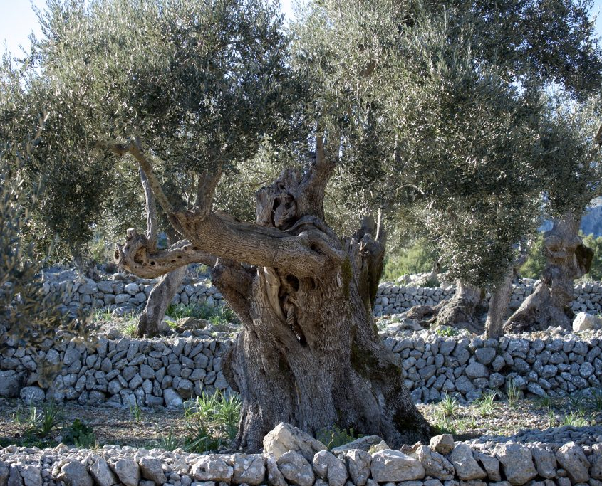 Imagen de un olivo