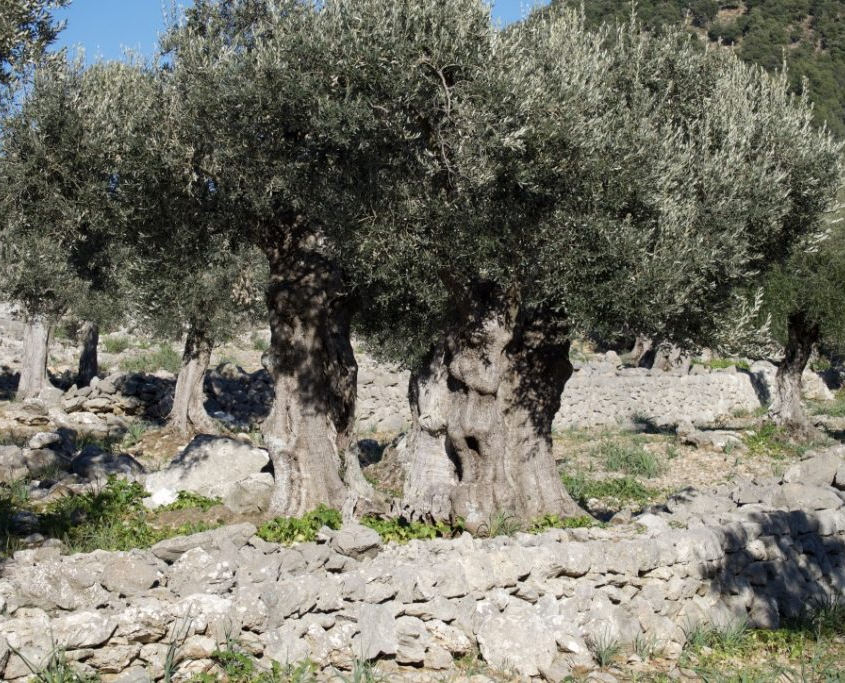 Imagen de varios olivos