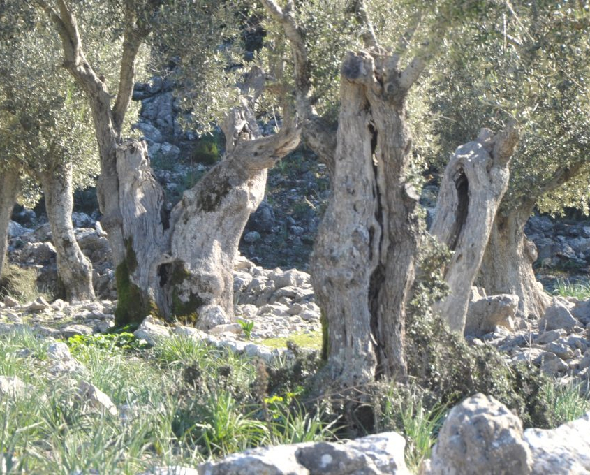 Fotografía de varios olivos