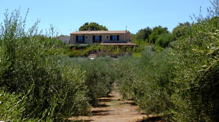 Fotografía de la casa al fondo con olivos en primer plano