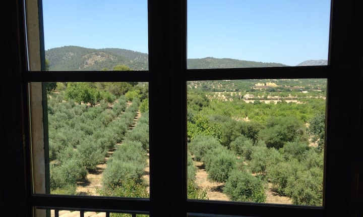 Fotografía de una vista con olivos